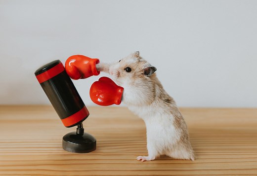 17 Adorable Costumes to Dress up Your Hamster