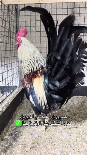 ضروري الفحص الدوري لحل المشكلة قبل اوقوع بها