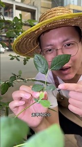 Master the Blueberry Harvest: 3 Easy Tips for Success