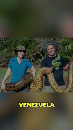 The Green Anaconda That Changed Everything We Knew #AmazonUncharted #Wildlife #Discovery