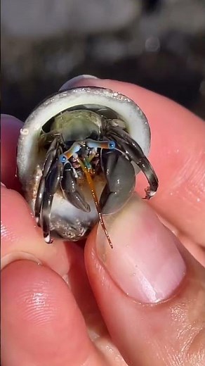 WILD Creatures & Shells Hawaii!