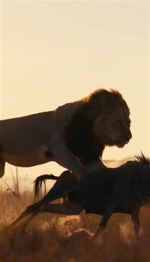 Will the lion take down the wildebeest 🦁🐃❓ #lion #wildebeest #wildlife #hunt #predator #shorts