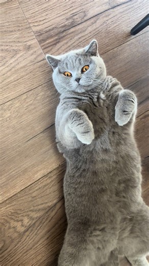 Discover Your Cat's Favorite Position