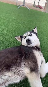 Bubba #A5679234 is a 2-year-old, 63-pound Alaskan Husky waiting for his forever home. This sweet, affectionate, and fun-loving boy walks well on a leash and already knows how to sit! Bubba is naturally curious about his surroundings and loves exploring the world around him. One of his favorite pastimes? Rolling in the grass and enjoying the sunshine!He also gets along well with other large dogs, making him a great addition to a multi-dog household.If you're looking for a loyal companion who brin