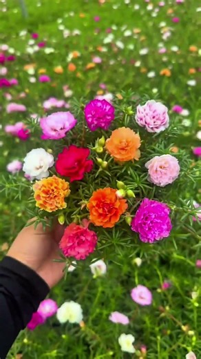 How to grow Portulaca flower colourful #grow