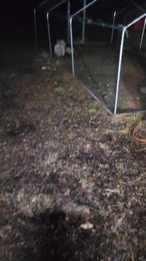 Killinger | I Caught A THEIF In The Chicken Run! | Instagram