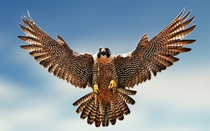 Falcon Wallpapers HD