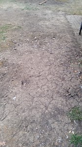 How to prepare bare, compacted soil/dirt for seeding