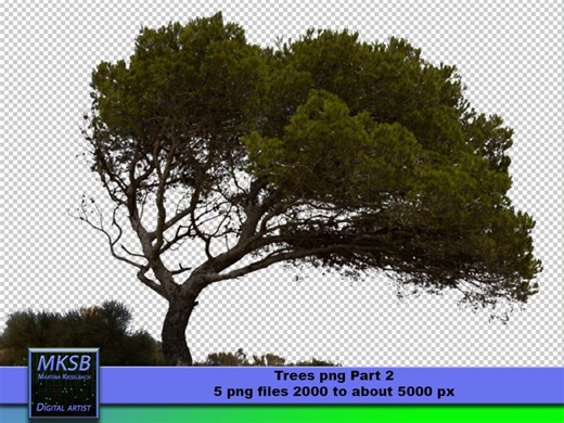 5 Isolated Tree PNG Files | High-resolution Nature Motifs Download for Design & Photomontage - Etsy
