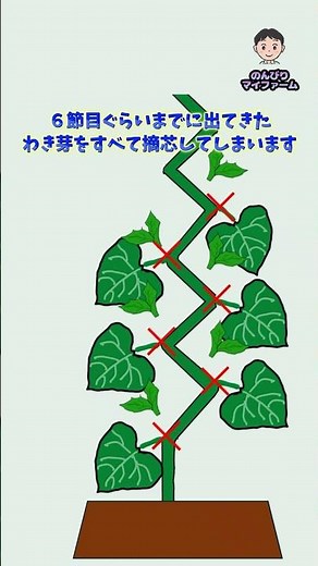 How to cultivate cucumbers #shorts #cucumbers #homegardening
