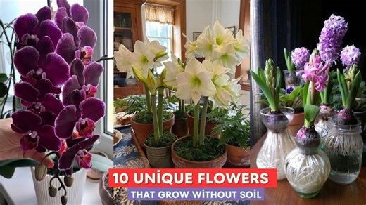 10 Unique Flowers That Grow Without Soil