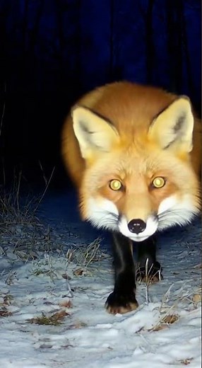 Moonlight Fox Sneeze
