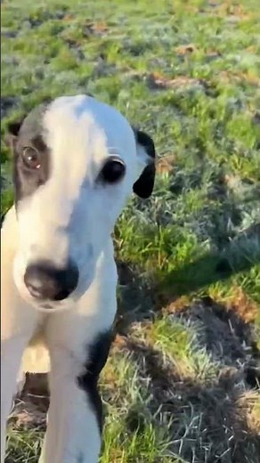 Greyhound Puppies Are So Cute #dog #cutedogs #puppy #irishgreyhounds #dogs #greyhound #dogdog #pup