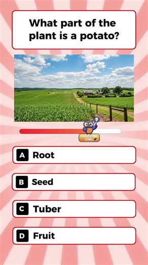What part of the plant is a potato?