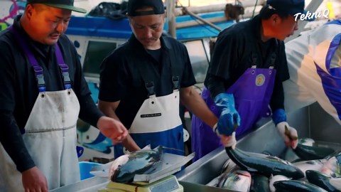 Genius Way They Harvest Tons of Expensive Tuna Fish in Japan