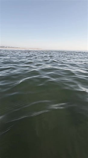 When Do Great White Sharks Return? Insights on Shark Season