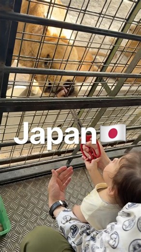 【アフリカンサファリ】ライオンにエサやり！？