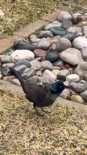 #bird#birdwatching#grackle#backyardbirds#cutevideos#short#cutebirds#birdfeeder#fypp#nature#blackbird