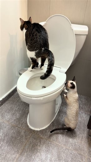 How to Successfully Toilet Train Your Cat