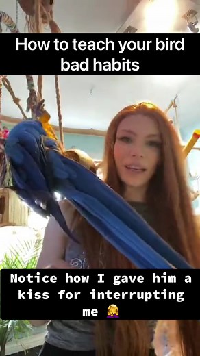 I was in the middle of a live video answering questions, and Chester was annoyed because he wanted my attention. The funny part is I only noticed I’ve been doing that after I rewatched the video 🤦🏼‍♀️😂 *sorry for the bad quality of the video. That’s the live videos quality. . . #nottodo #parrot #macaw #cute #funny #uhoh