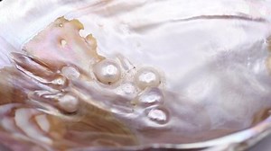 Video Mother-of-pearl Shell Several Natural Pearls Stock Footage Video (100% Royalty-free) 1083348820 | Shutterstock