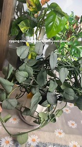 76K views · 280 reactions | straggly vines hate to see me coming...