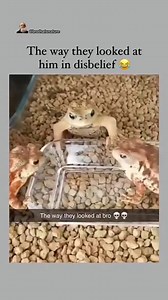 Disbelief 🐸 💚 Credit :@mythicalreelpul.ig #frog #frogs #frogcute #froglife #froggy | Froggle