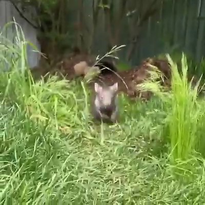 8.4K views · 263 reactions | Elsie and Barney are really excited it's World Wombat Day. The dynamic duo are thriving in the care of ACT Wildlife volunteers and will eventually be released back into the wild. : @wombats_and_wildlife_heljan09 | ABC Canberra | Facebook
