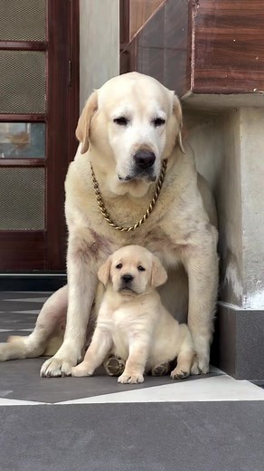 Labrador Dog Breed Information