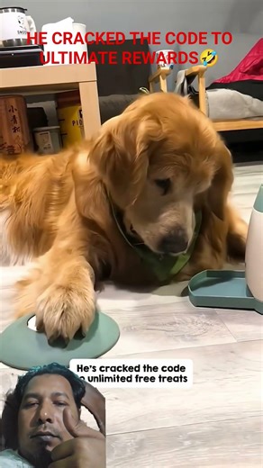 He Cracked The Code To Ultimate Reward🤣 #dogfunnyvideos #dogfuntime #dogcomedy #doggie #funnyreel