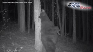 ONE MORE TIME: One pudgy bear ready for hibernation was caught on camera savoring one last back-scratching session before heading off for its deep sleep on Thursday. | ABC World News Tonight with David Muir