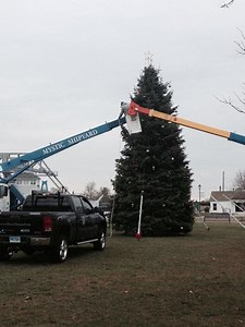 'The Biggest Tree in Mystic Yet'