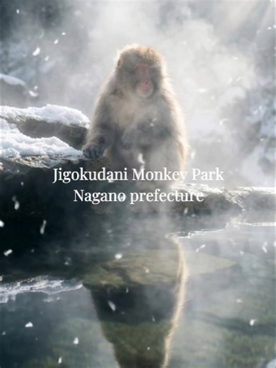 Experience the Magic of Japan's Snow Monkeys