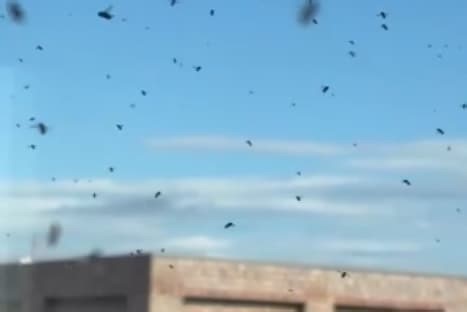 Watch: Skincrawling videos shows fly infestation at tower block