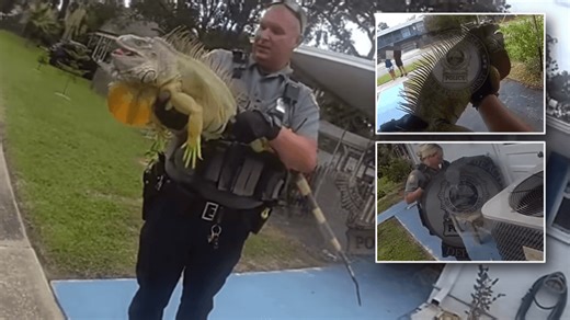 Huge iguana hit with trespassing, disorderly conduct charges after wrestling with law