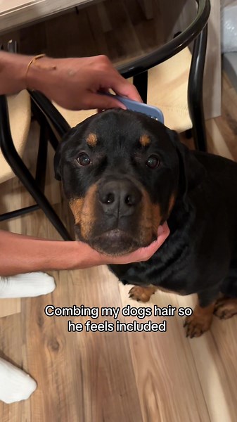 Why My Rottweiler Loves Getting His Hair Combed