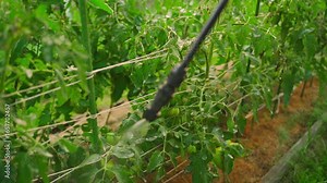 Spraying tomatoes on a plantation with a sprayer, close-up in slow motion. Processing tomatoes from diseases and pests