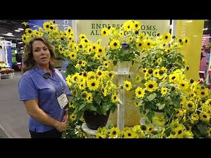 Sunfinity Sunflower | Cultivate'22