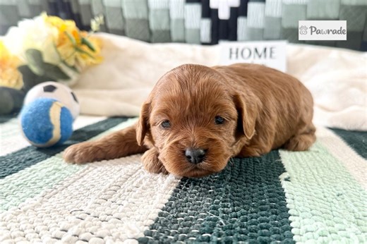 Vanessa - Cavapoo Puppy 8F9359