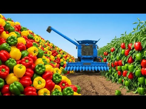 Pepper Harvest & Packing – From High-Tech Fields to Market-Ready Boxes