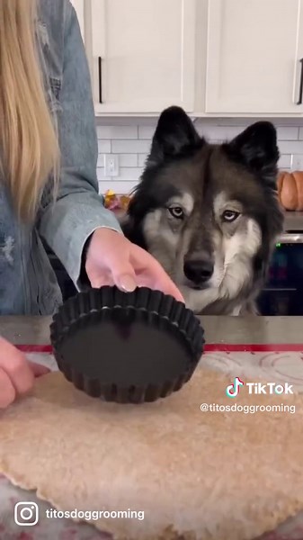 Homemade Dog-Friendly Pumpkin Pie Recipe