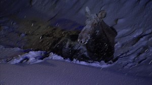 17K views · 99 reactions | In Alaska, there's always one things drivers need to constantly be on the lookout for: rogue moose. Enjoy a full day marathon of Alaska State Troopers today as part of The Best of National Geographic. | National Geographic TV | Facebook