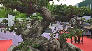 44K views · 936 reactions | Tác phẩm Ngũ Long Nhiều người mê mẩn tại triển lãm bonsai Đầm trành Hà nội | Bach Thuan Bonsai | Facebook