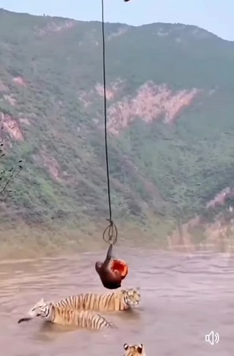 Terrifying Tiger Attack on Monkey Caught on Camera