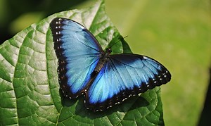 Structural Blue paint: nature's brilliance captured