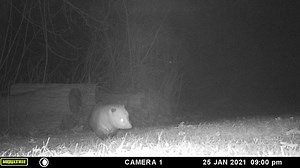 possum walking toward the camera MFDC0922