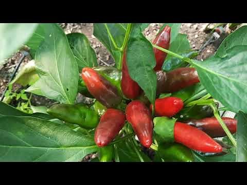 Chilli paprika termesztése - tapasztalatok