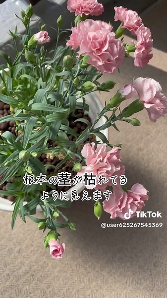 カーネーションの育て方と復活方法