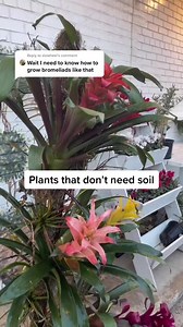 Reply to @slowheel Plants that need no soil #houseplants #plantpeople #planttips #plants #plantlife #gardening #plantlover | Tanner The Planter