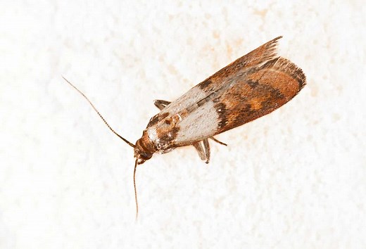 Pantry Moth vs. Clothes Moth: 9 Key Differences